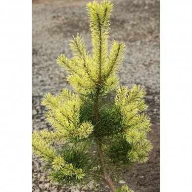 Scots pine 'Bialogon' C10