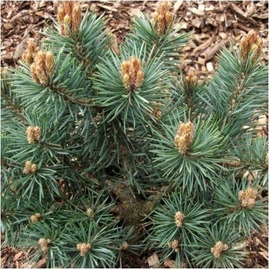 Scots pine 'Chantry blue' C2 2