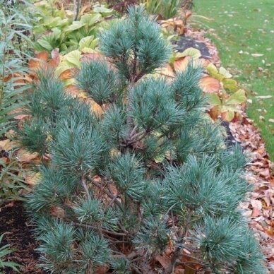 Scots pine 'Chantry blue' C2