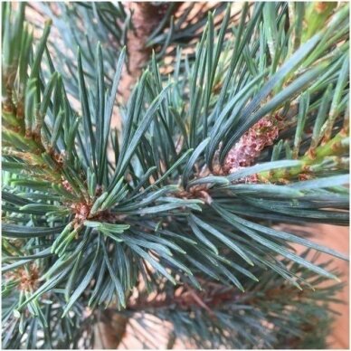 Scots pine 'Chantry blue', C10 2