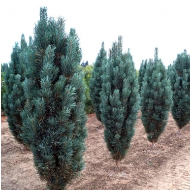 Scots pine 'Fastigiata' C2