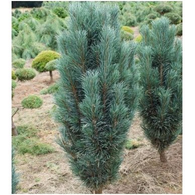 Scots pine 'Fastigiata' C2