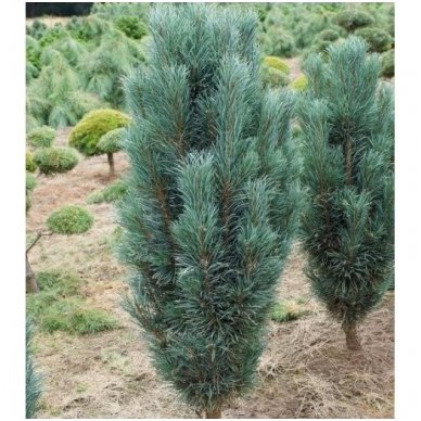 Pušis paprastoji 'Fastigiata' C45 Pušis paprastoji 'Fastigiata' C45