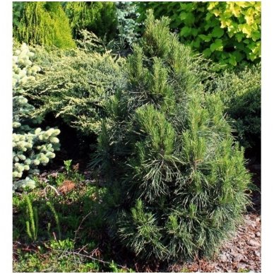 Scots pine 'Globosa Viridis' C20 2