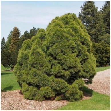 Scots pine 'Globosa Viridis' C20 3