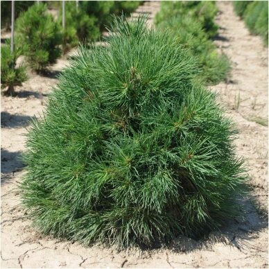 Scots pine 'Globosa Viridis' C10