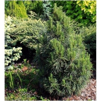 Pušis paprastoji 'Globosa Viridis' C60 1