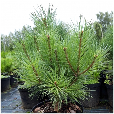 Scots pine 'Nana arguto' C2