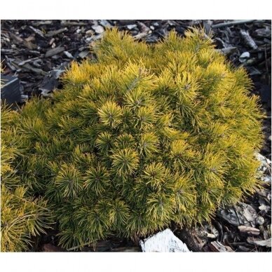 Scots pine 'Skjak II' C10 2