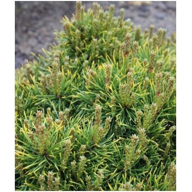 Scots pine 'Skjak II' C2