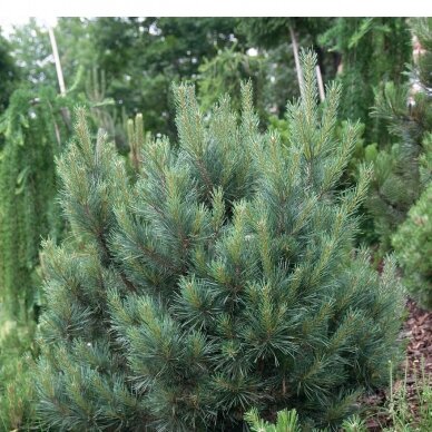 Scots pine 'Watereri' C2