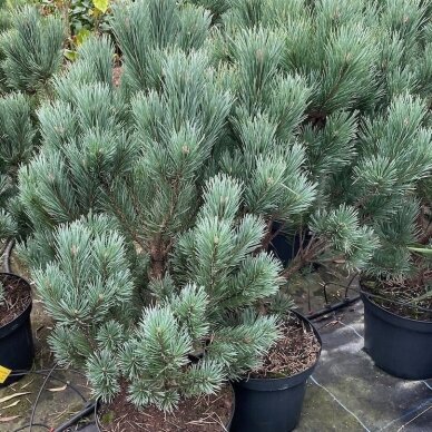 Scots pine 'Watereri' C2 2