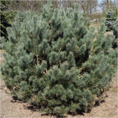 Scots pine 'Watereri glauca' C2