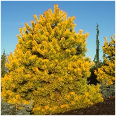 Scots pine 'Wintergold' C10