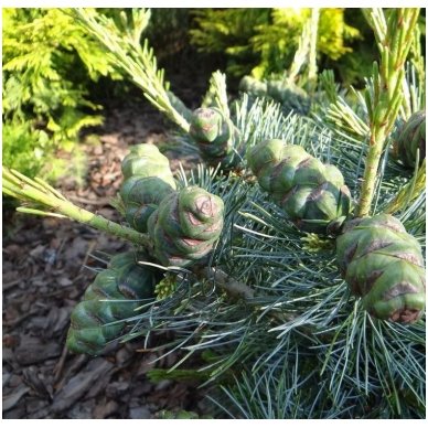 Five-needle pine 'Schoon"s Bonsai' C10, Pa 2
