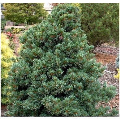 Five-needle pine 'Schoon"s Bonsai' C10, Pa
