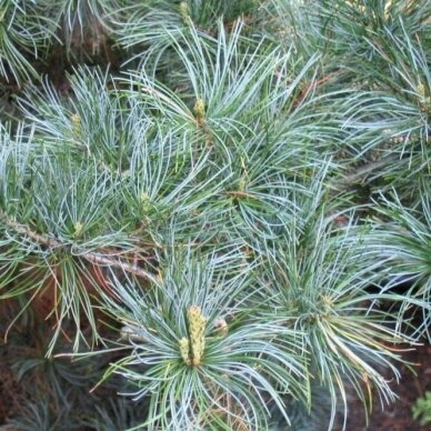 Five-needle pine 'TEMPELHOF', C5