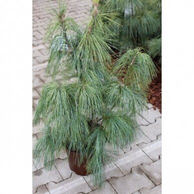 Schwerin pine C2 2