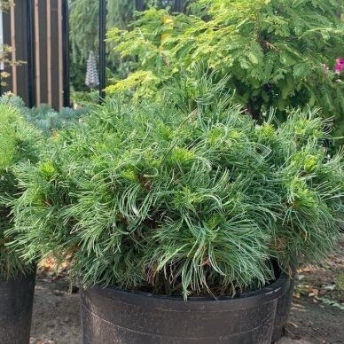 Pušis veimutinė 'Green Twist', C10 Pušis veimutinė 'Green Twist', C10