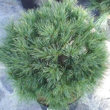 Pušis veimutinė 'Minima Glauca' C10 Pušis veimutinė 'Minima Glauca' C10
