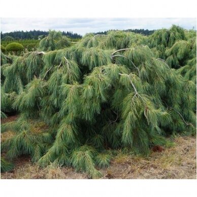 Pušis veimutinė 'Pendula' C10 1 Pušis veimutinė 'Pendula' C10 1