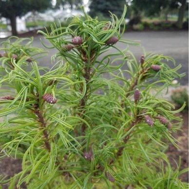 Eastern white pine 'Torulosa', C20