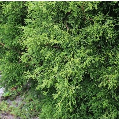 Japanese cypress  'Coralliformis', C10