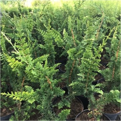 Puskiparisis bukasis 'Filicoides' C20 Puskiparisis bukasis 'Filicoides' C20
