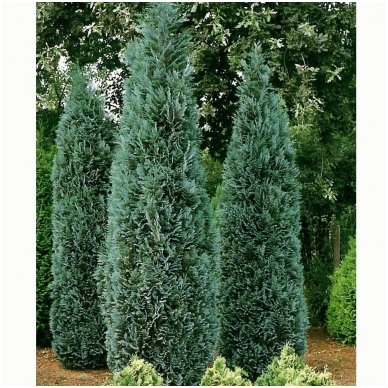 Lawson's Cypress 'Columnaris' C2