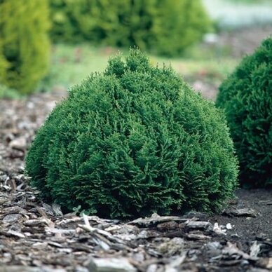 Puskiparisis lausono 'Minima Glauca' C2 Puskiparisis lausono 'Minima Glauca' C2