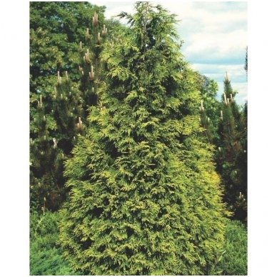 Nootka cypress 'Aurea' C10 2