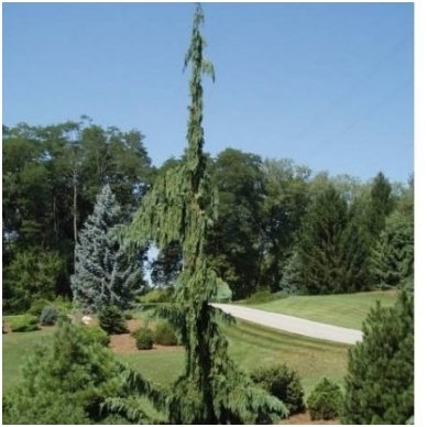 Puskiparisis nutkinis 'Green Arrow' C5 Puskiparisis nutkinis 'Green Arrow' C5