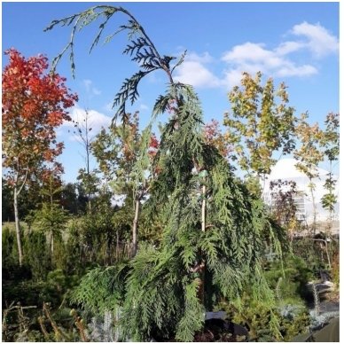 Puskiparisis nutkinis 'Green Arrow' C5 1 Puskiparisis nutkinis 'Green Arrow' C5 1
