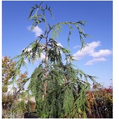 Nootka cypress 'Pendula' C5