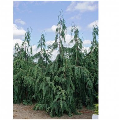 Nootka cypress 'Pendula' C5 1 Nootka cypress 'Pendula' C5 1