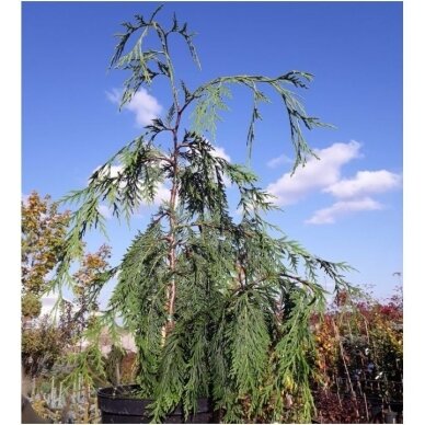 Puskiparisis nutkinis 'Pendula' C45 1