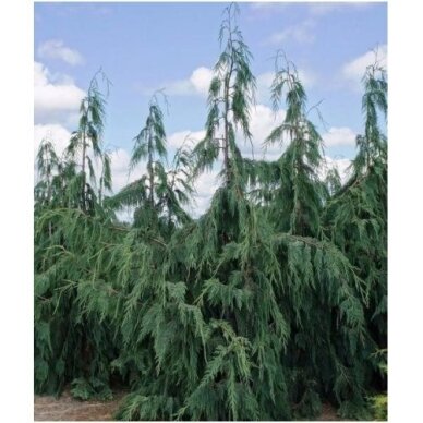 Puskiparisis nutkinis 'Pendula' C45