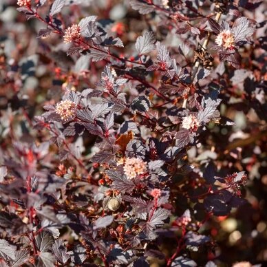 Eastern ninebark 'Little Joker' C5 Eastern ninebark 'Little Joker' C5