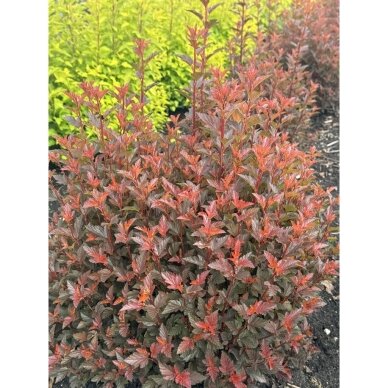 Eastern ninebark 'Sweet Cherry Tea' C5 2