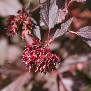 Eastern ninebark 'Sweet Cherry Tea' C5 1 Eastern ninebark 'Sweet Cherry Tea' C5 1