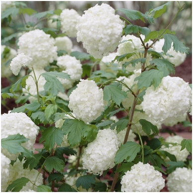 Quelder rose 'Roseum' C5 1