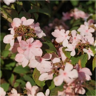 Putinas raukšlėtasis 'Pink Beauty' C5 Putinas raukšlėtasis 'Pink Beauty' C5