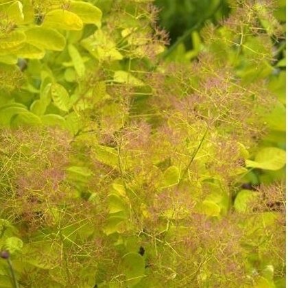 European smoketree GOLDEN LADY 'Mincojau3' PBR C5 1 European smoketree GOLDEN LADY 'Mincojau3' PBR C5 1