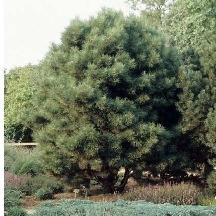 Pušis juodoji 'Globosa' C45 1