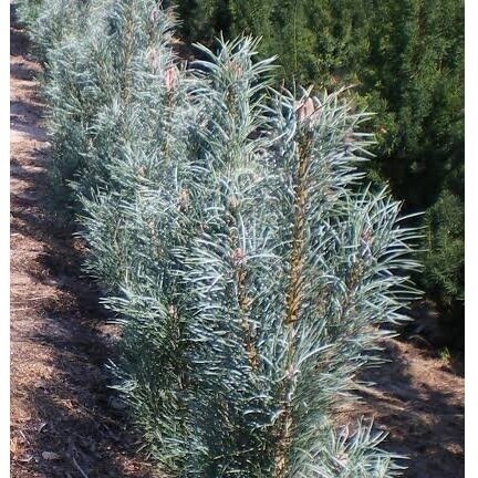 Scotch pine 'Argentea' C5 Scotch pine 'Argentea' C5