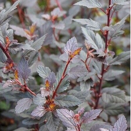 Eastern ninebark 'Little Joker' C5 1