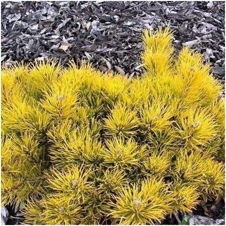 Mountain pine 'Carsten's Wintergold' C30 1 Mountain pine 'Carsten's Wintergold' C30 1