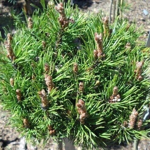 Mountain pine 'EDSAL WOOD' C5 1