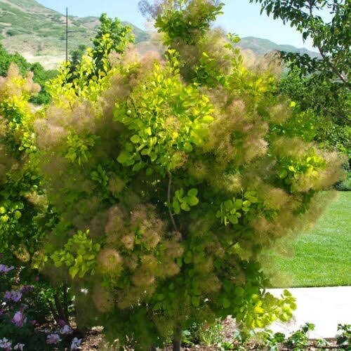 European smoketree Golden Spirit 'Ancot' PBR C5 1 European smoketree Golden Spirit 'Ancot' PBR C5 1