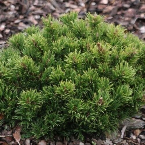 Mountain pine 'EDSAL WOOD' C5 Mountain pine 'EDSAL WOOD' C5